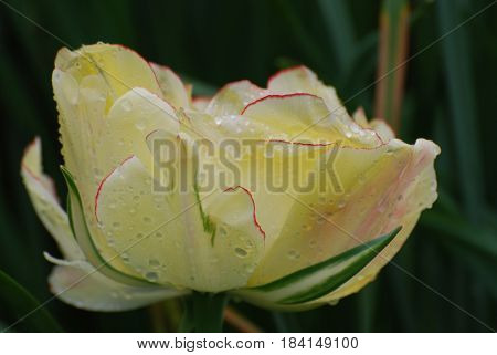 Blooming white tulip with dew drops on the petals.
