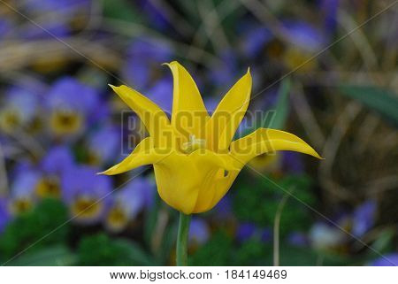 Pretty yellow tulip flower blossom with spikey petals.