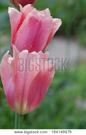 Two flowering pink tulips with dew drops on the petals.