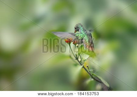 Rufous tailed hummingbird (Amazilia tzacatl) feeds in the forest. Costa Rica