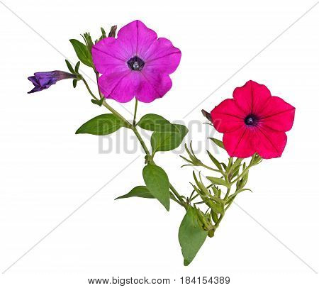 Two stems with a bright red and magenta flowers of petunias (Petunia hybrida) isolated against a white background