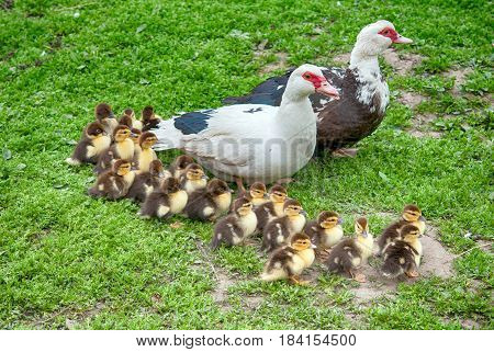 big muscovy duck with chickens. A close up
