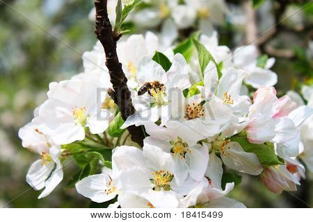 Blossom Mehiläisessä