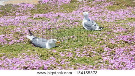 Western Gulls (Larus californicus) Perching on ice plant flowerbed. Alcatraz Island, San Francisco Bay, California, USA