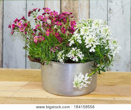 Flowers Are Planted In A Vintage Flowerpot.