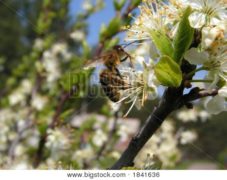 Blütenpollen sammeln.