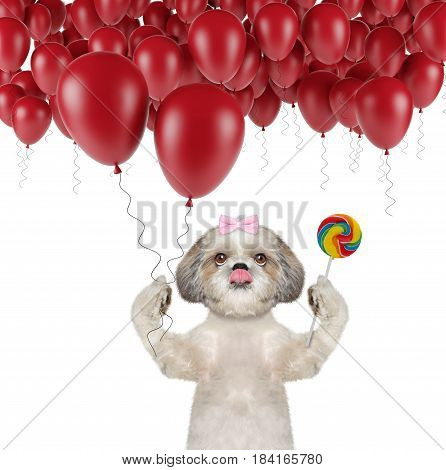 Cute shitzu dog with balloon and lollipop -- isolated on white