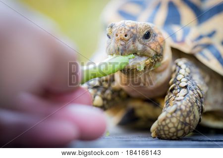 Close up of indian turtle or star turtle eating vegetable
