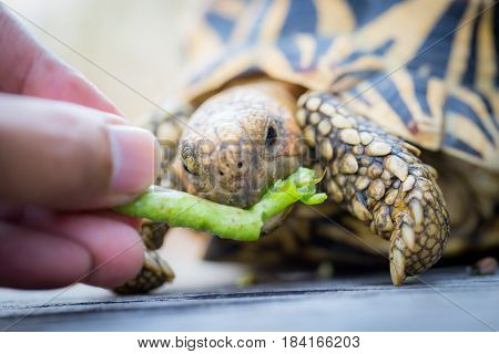 Close up of indian turtle or star turtle eating vegetable