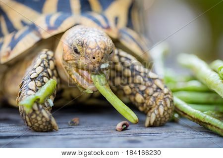 Close up of indian turtle or star turtle eating vegetable