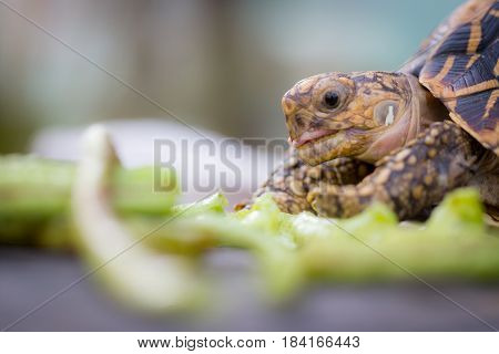Close up of indian turtle or star turtle eating vegetable