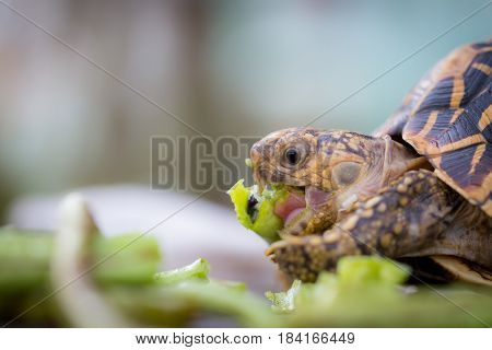 Close up of indian turtle or star turtle eating vegetable