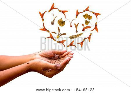 Hand of boy show plant seed stack as heart shape on white background,touch -up in new hope of green earth concept