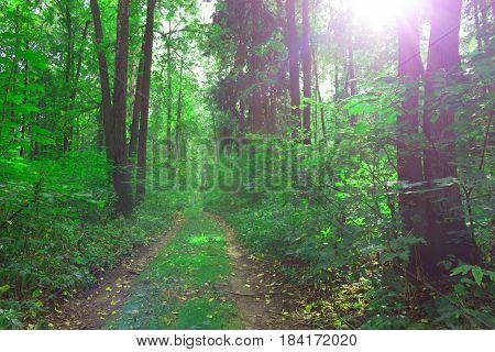 trail between trees in green forest. sunny