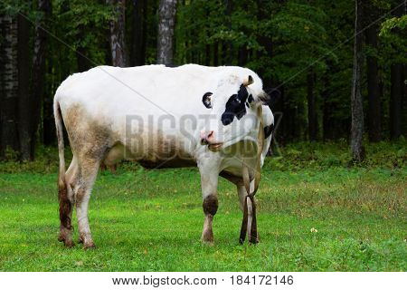 Cow Grazing On A Meadow