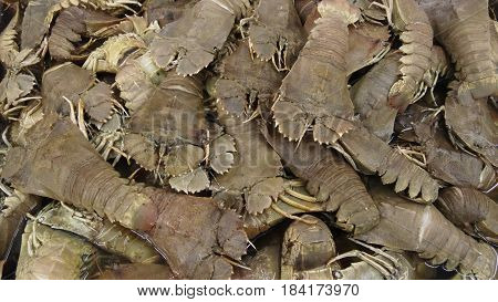 fresh flathead lobster aquatic life ,sea food