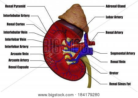 Kidneys of human. Internal organs. Isolated on white background(Clipping path)