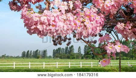 Pink flowers Tabebuia rosea blossom or Chompoopantip flowers Pink flower Tabebuya flower on green field and blue sky background.