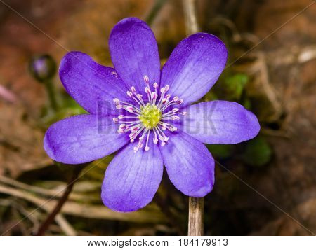 Hepatica nobilis liverleaf or liverwort flower macro with soft edges selective focus shallow DOF.