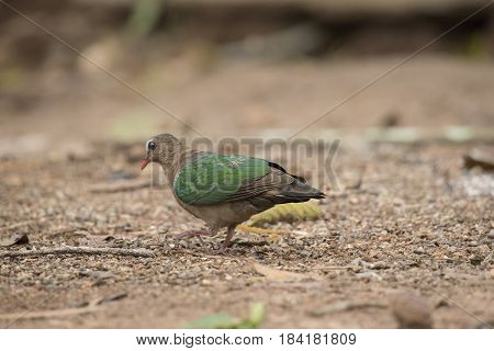 Emerald Dove Current conditions protected wildlife, Natural background