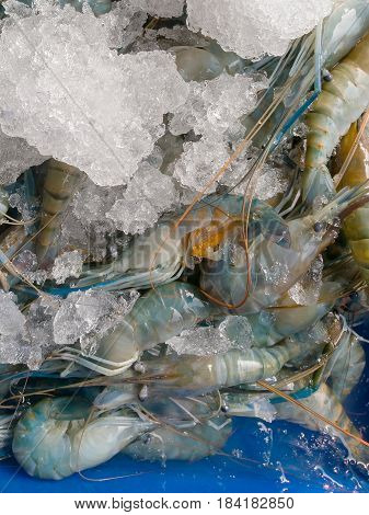 Fresh Shrimp On Ice