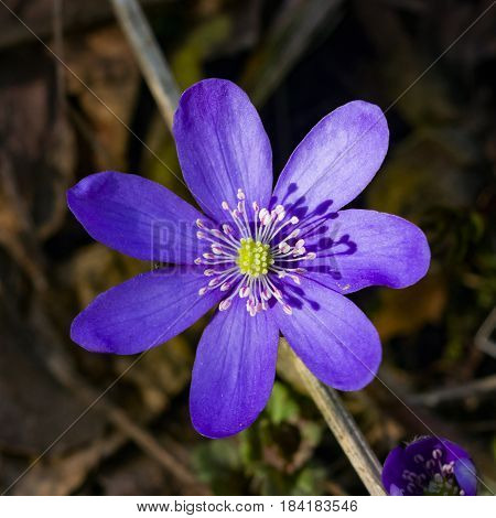 Hepatica nobilis liverleaf or liverwort flower macro with soft edges selective focus shallow DOF.