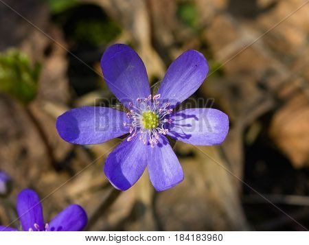 Hepatica nobilis liverleaf or liverwort flower macro with soft edges selective focus shallow DOF.