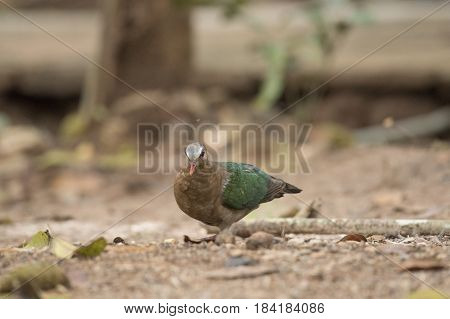 Emerald Dove Current conditions protected wildlife, Natural background