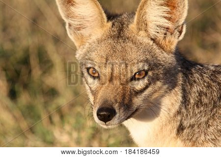 A close-up portrait of a black-backed jackal (Canis mesomelas). Ol Pejeta Conservancy Kenya.
