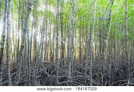 natural background of tree with sunshine bottom up view of trees in Forest Tung Prong Thong Golden Mangrove Field at Rayong province Thailand