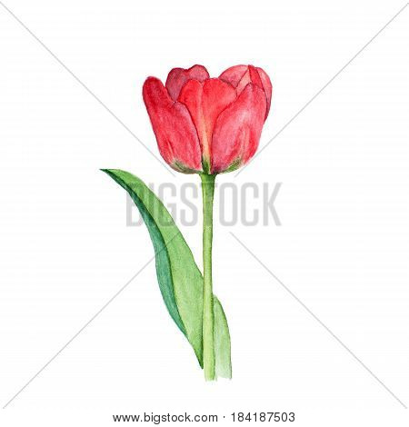 Botanical watercolor illustration sketch of red tulip flower on white background. Could be used as decoration for web design, cosmetics design, package, textile