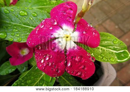 Impatiens Touch-me-not Busy Lizzie close-up macro of pink red flower covered in raindrops