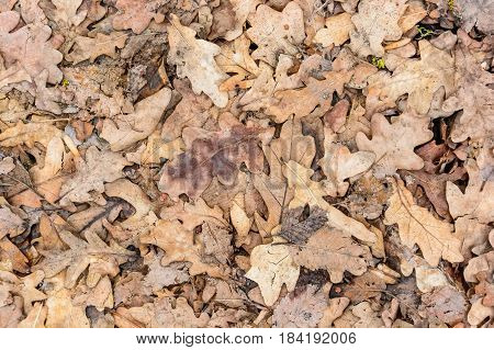 Background of dry fallen oaken leaves on the ground