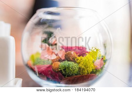 Close up colorful plants in transparent aquarium for interior decoration