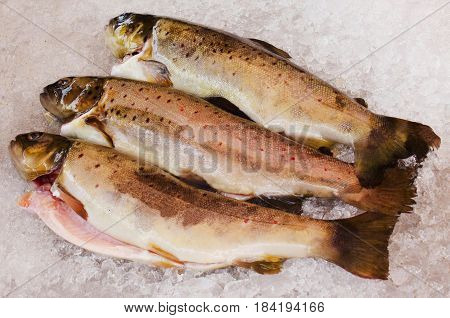 Norwegian fresh sea fish on the ice