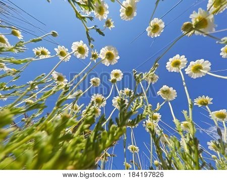white chamomile flowers seen from the ground