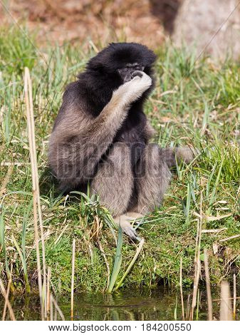 Adult White Handed Gibbon