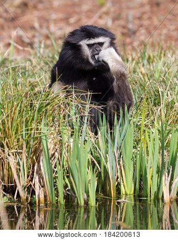 Adult White Handed Gibbon