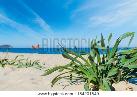 green plants in Cea beach in Sardinia