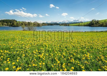 Beautiful Dandelion flower field at lakeside and snow covered mountains in springtime. Location: Schwaltenweiher in Bavaria, Alps, Allgau, Germany. Fresh green grass, blue water and sky, white mountains and clouds.