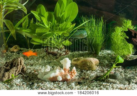 aquarium with many fish and natural plants.Tropical fishes.aquarium with green plants