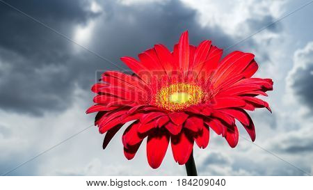 Red gerbera flower with dark clouds in background