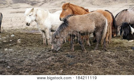 Herd Of Icelandic Horses In Winter Ourdoor Meadow