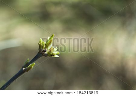 Branch with buds on a blurred background
