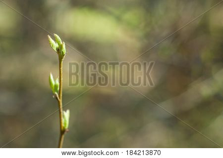 Branch with buds on a blurred background