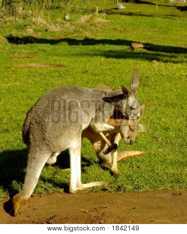 Kangury 