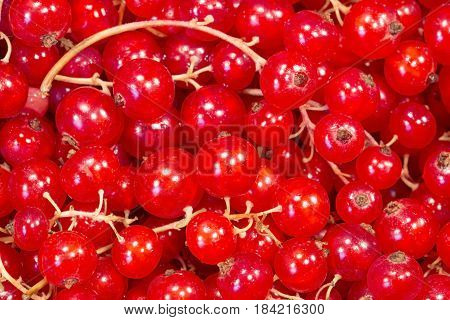 Red ripe currant close up as background
