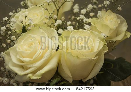 White tender roses in the bouquet. Five flowers