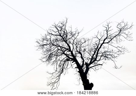 silhouette of a death tree in black and white