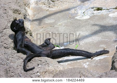 black Atelidae Monkey lie down to sunbathe on the stone.